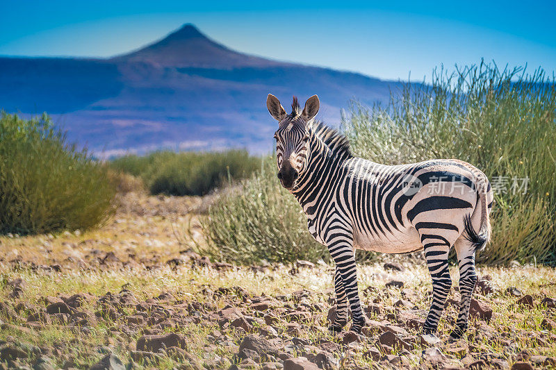 斑马群漫步在令人惊叹的火山景观，Palmweg, Kunene，纳米比亚
